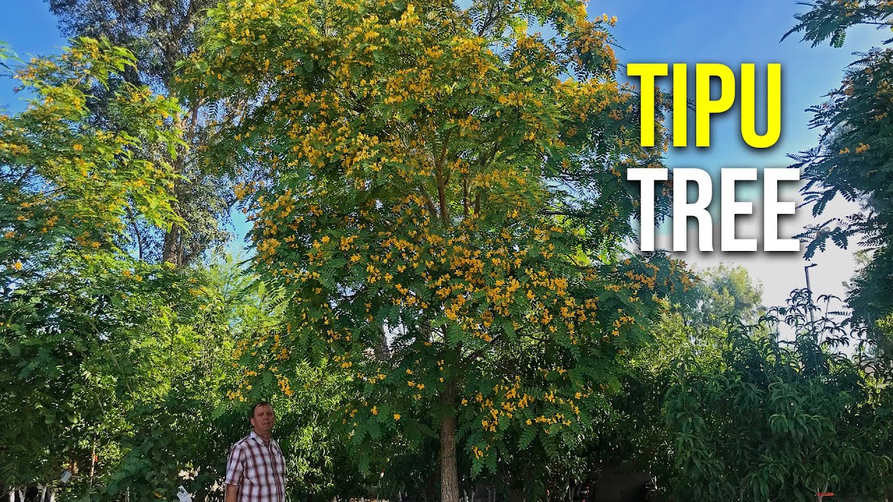 Tipu Tree