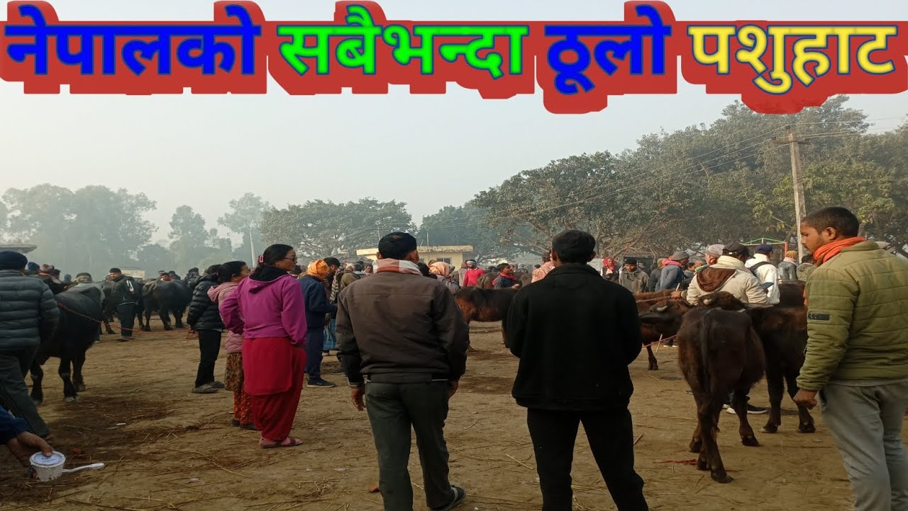 नेपालको सबैभन्दा ठूलो पशुहाट|Nepal,s Biggest Cattle Market