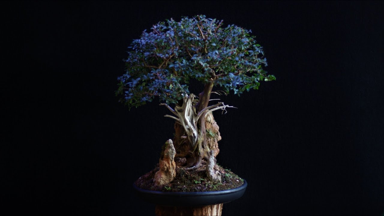 Samantha - penjing - Jabuticabeira (Plinia cauliflora) vídeo 9