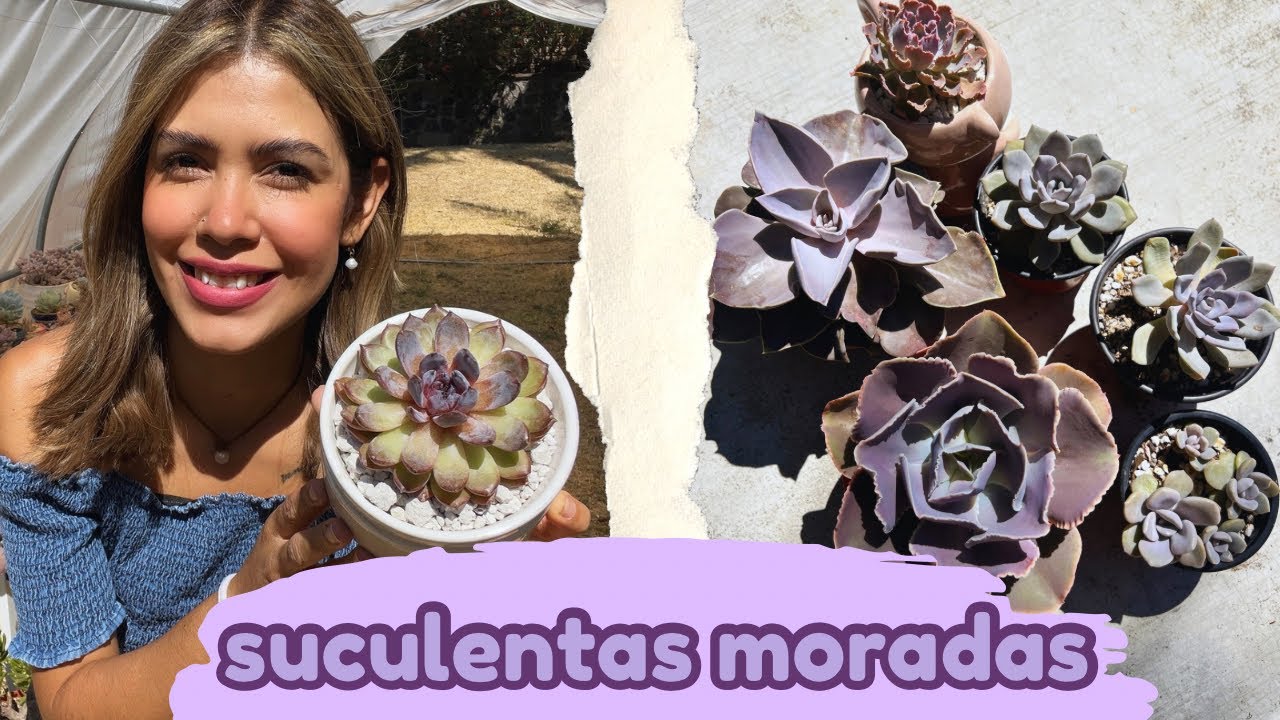 Las suculentas de color 💜 MORADO 💜 de mi colección