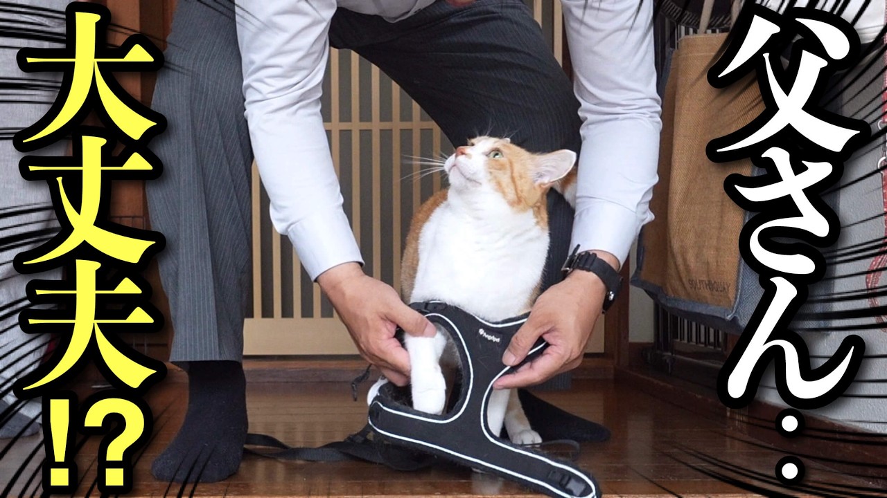 Этот кот тревожный - Прогулка с папой, который не привык к кошкам