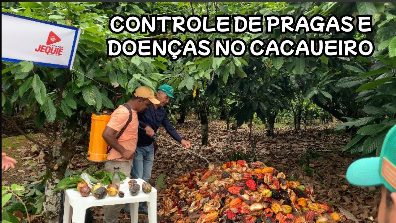 CONTROLE DE PRAGAS E DOENÇAS NO CACAUEIRO ( Com Edson , Ceplac) 