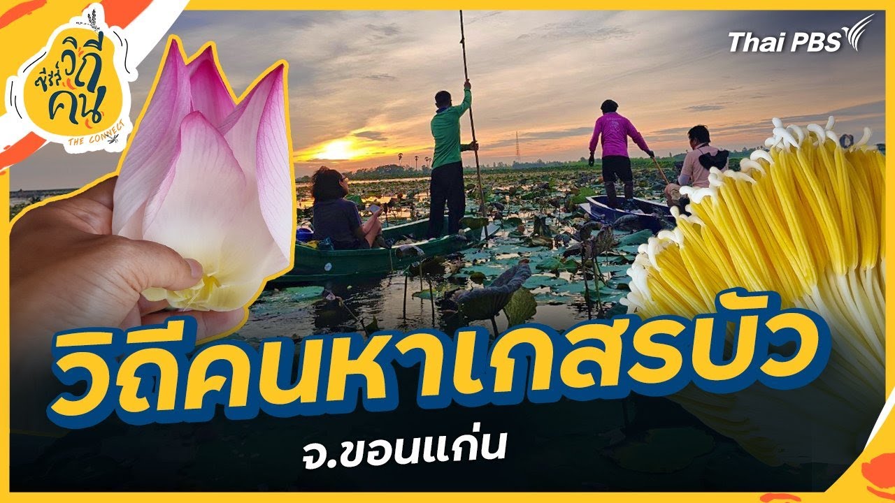 วิถีคนหาเกสรบัว จ.ขอนแก่น | ซีรีส์วิถีคน