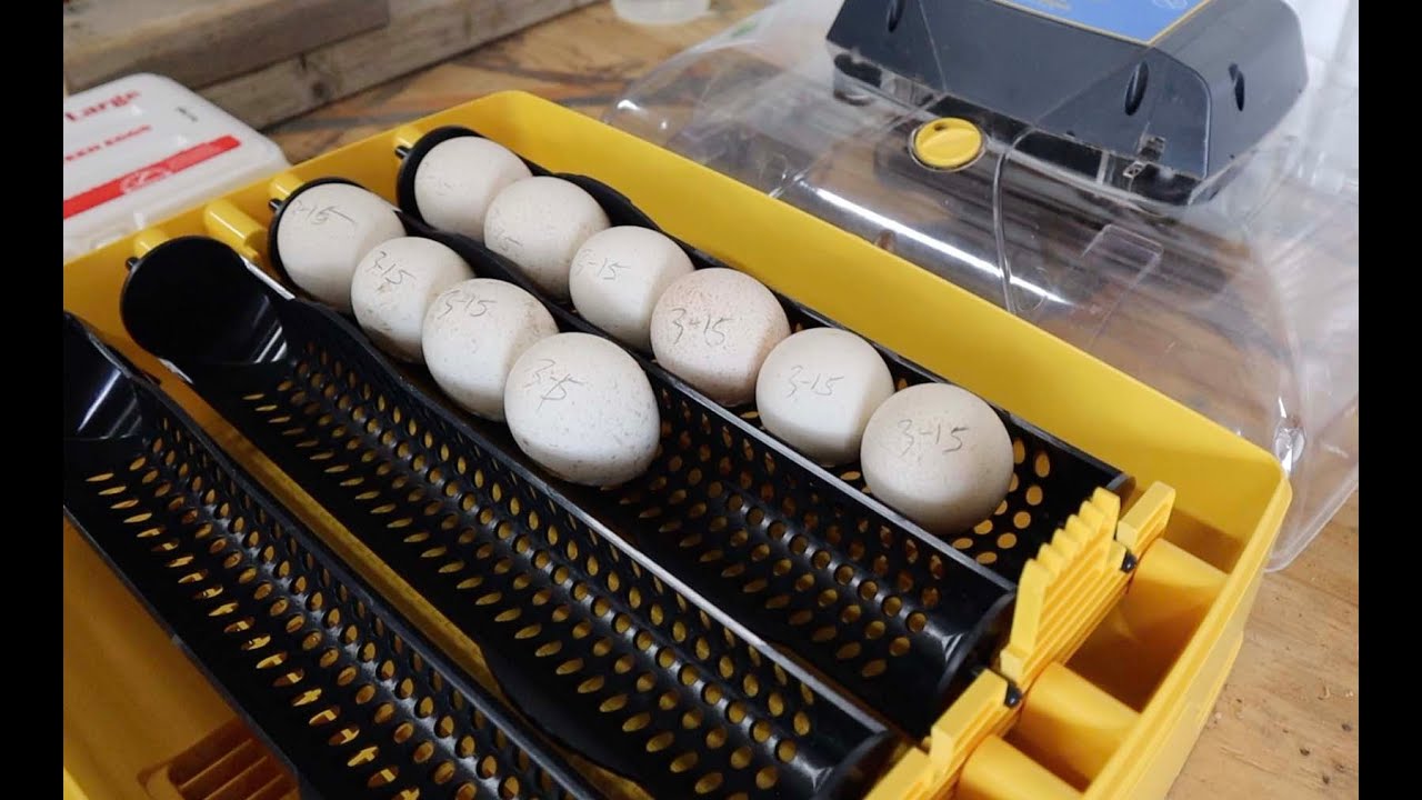Let's Hatch These Turkey Eggs!