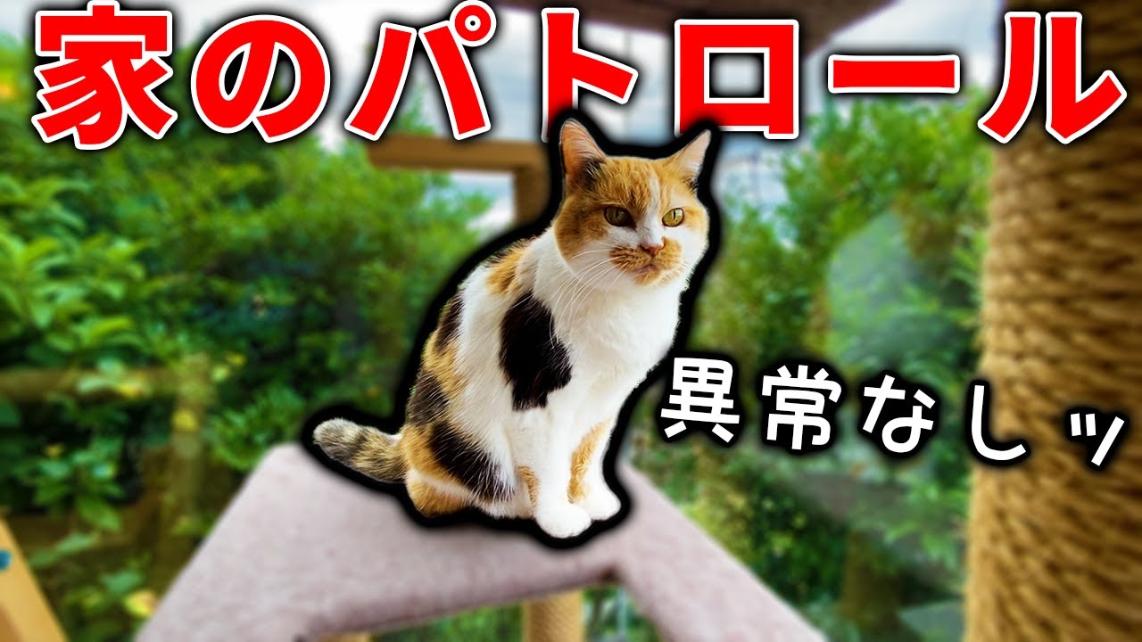 家の中を久々にパトロールする三毛猫