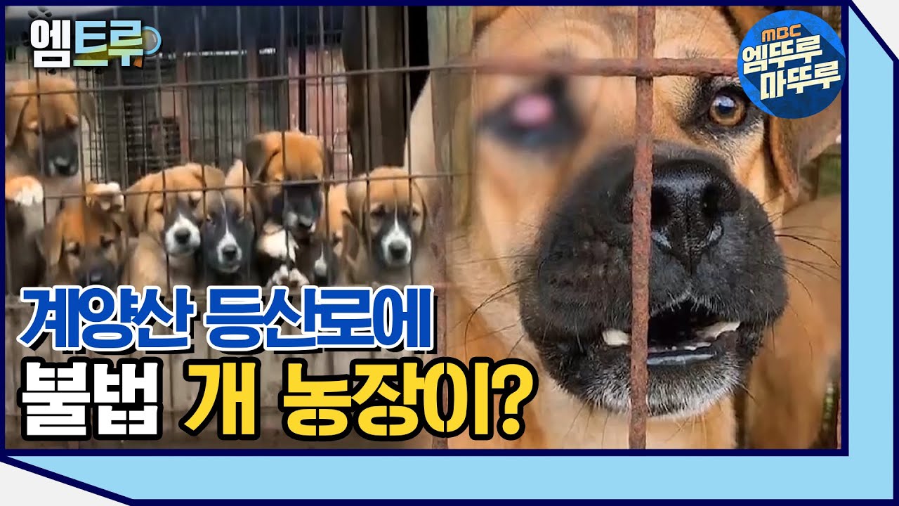 [실화탐사대] 불법 개 농장에 갇힌 수백 마리의 개  #엠뚜루마뚜루 #엠트루 (MBC 201017 방송)