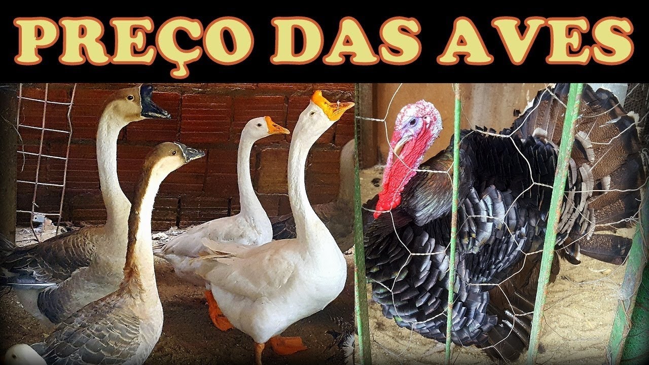 Feira do bicho: PREÇOS de galinhas, frangos, gansos, pequim, capotes, perus, patos, pavão IG etc...