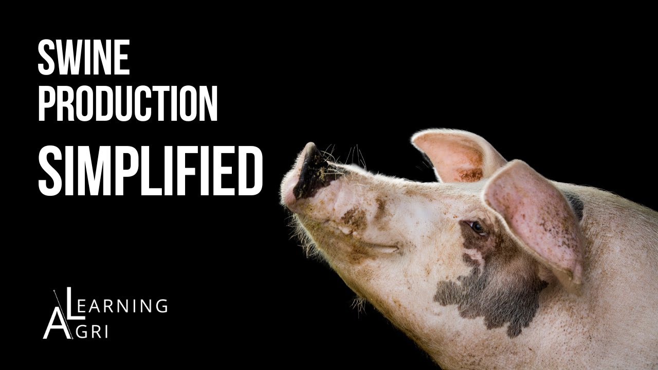 Swine Production 101