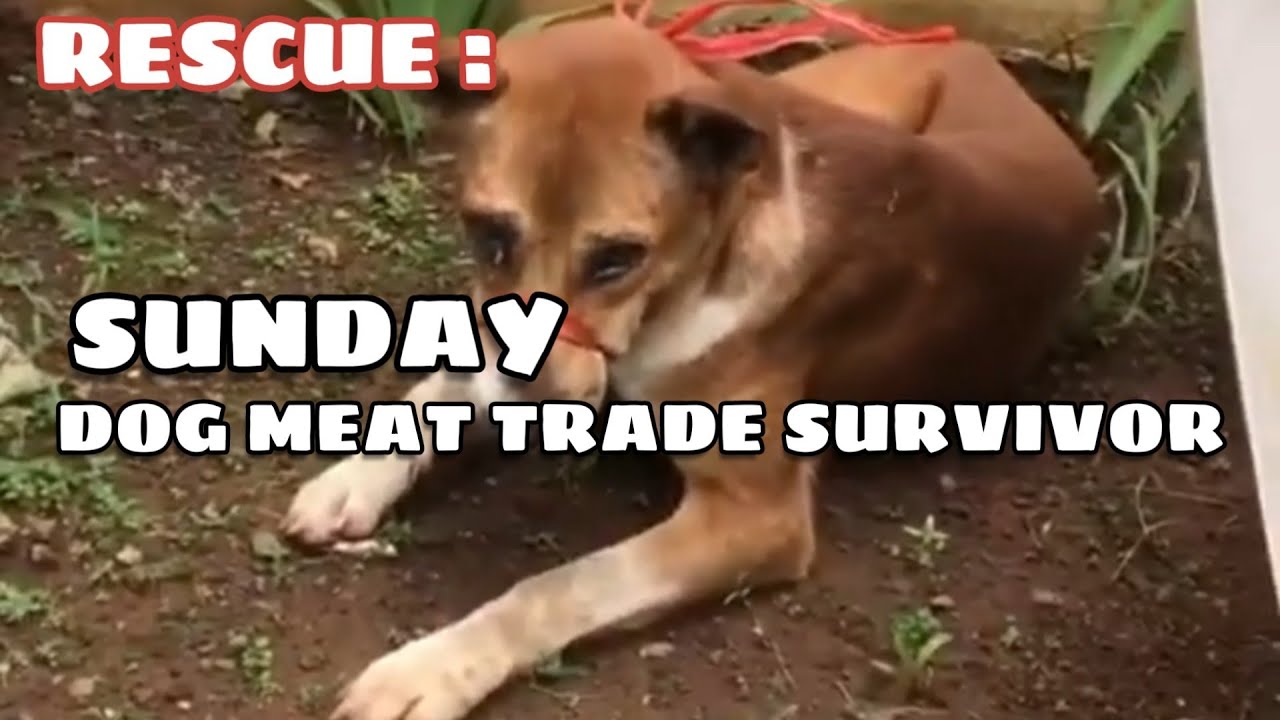 RESCUE: Sunday - Kabur Dari Komplotan Pemakan Anjing
