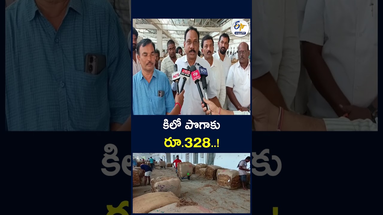 కిలో పొగాకు రూ. 328 ! #TobaccoFarmers #TobaccoPrices #VirginiaTobacco