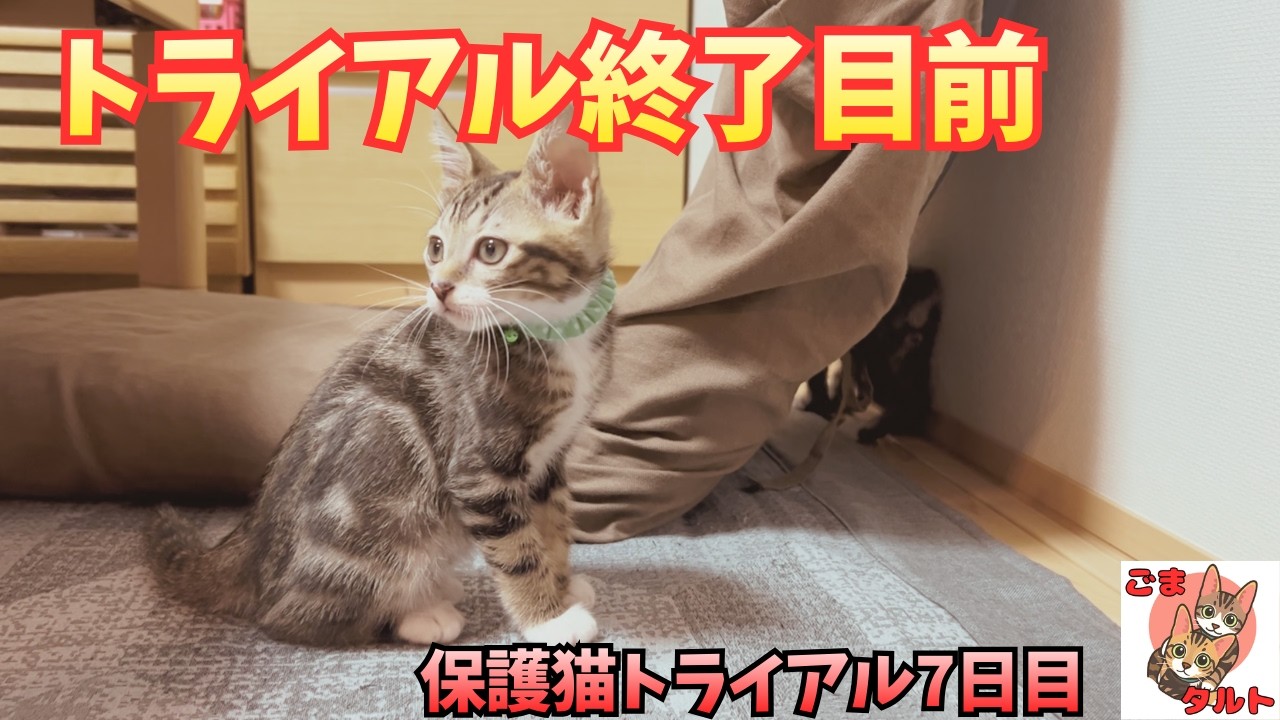 終了目前のリアル｜家族になるかもしれない7日目の記録