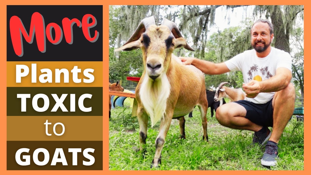 More Plants Toxic to Goats | Worlds DEADLIEST Plant | Plant Identification