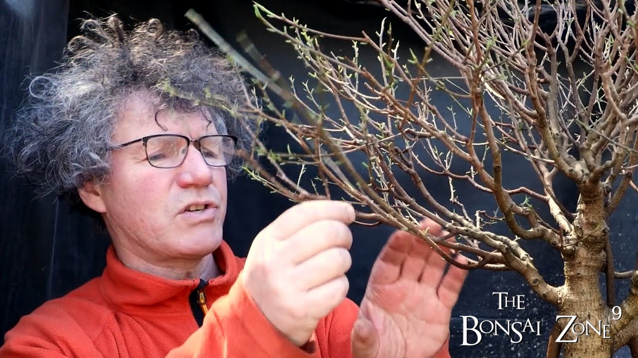 Pruning My Ficus microcarpa, Part 1, The Bonsai Zone, April 2022