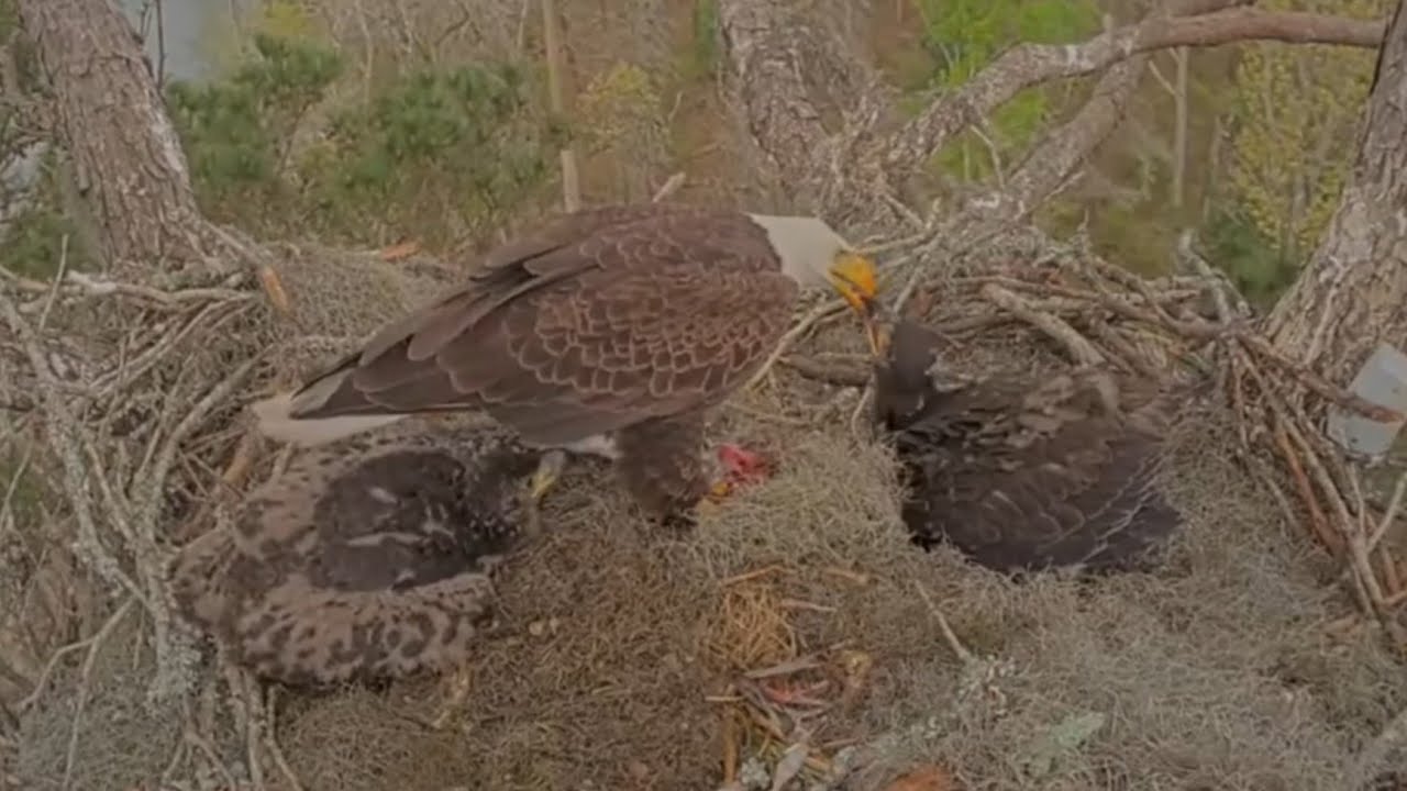 Dad brings fish and starts feeding Big eaglet first | Kisatchie National Forest E-3 | Mar 11, 26
