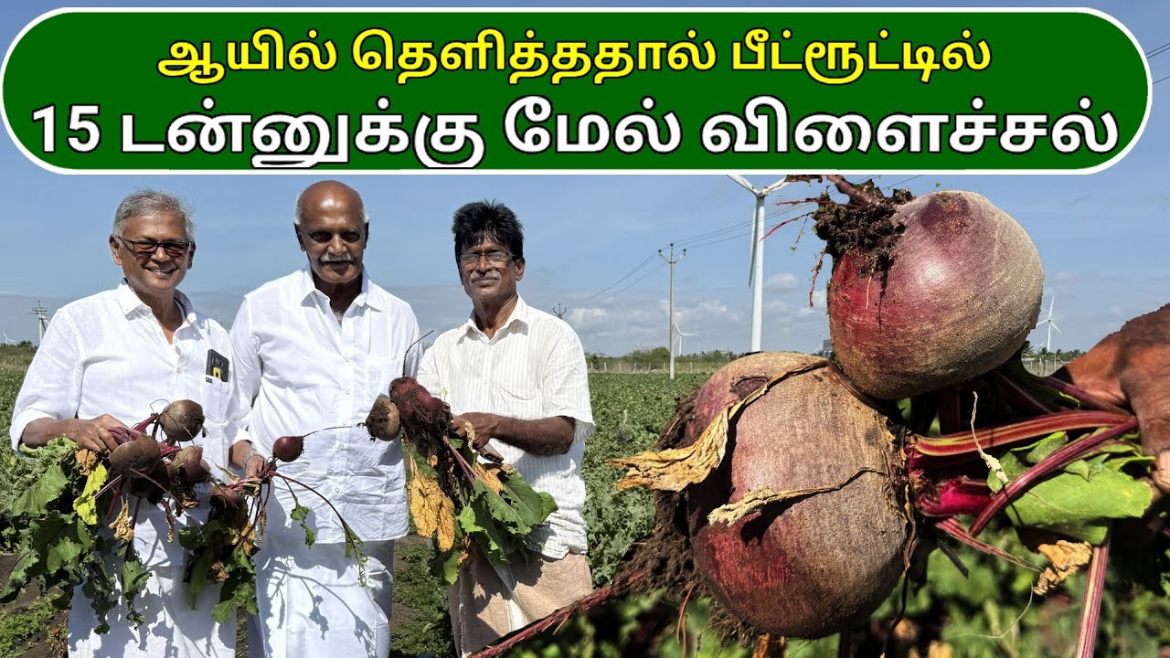 ஆயில் தெளித்ததால் பீட்ரூட்டில் 15 டன்னுக்கு மேல் விளைச்சல் | Beetroot yield increased by 15 tons