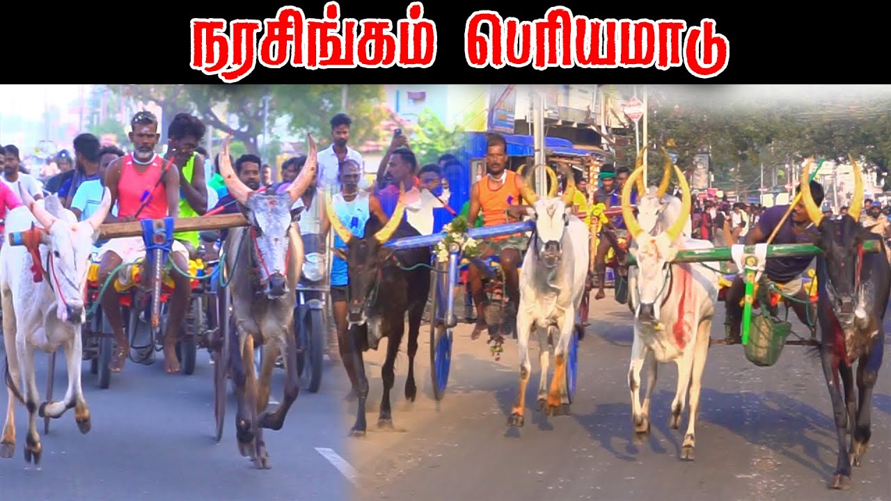 நரசிங்கம் பெரியமாடு பந்தயம் 2025 Periyamadu  Race
