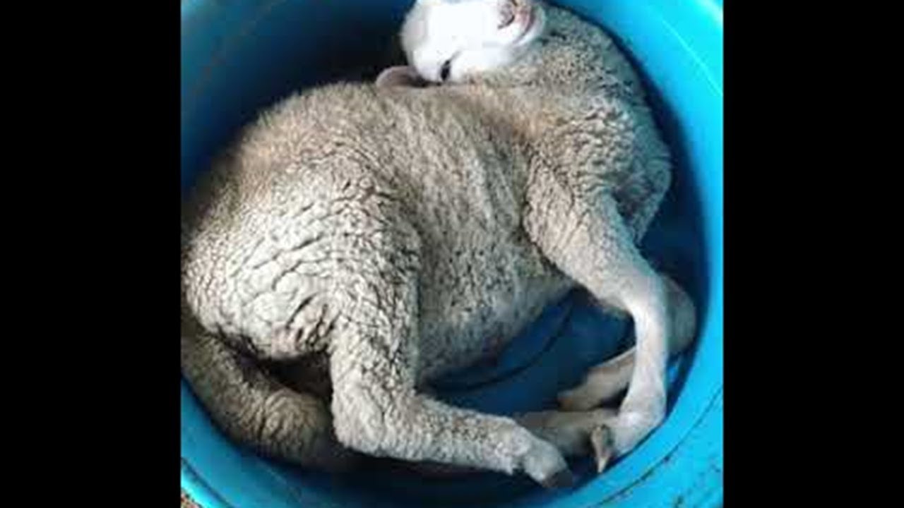 Lamb Stuck in Food Bowl || ViralHog