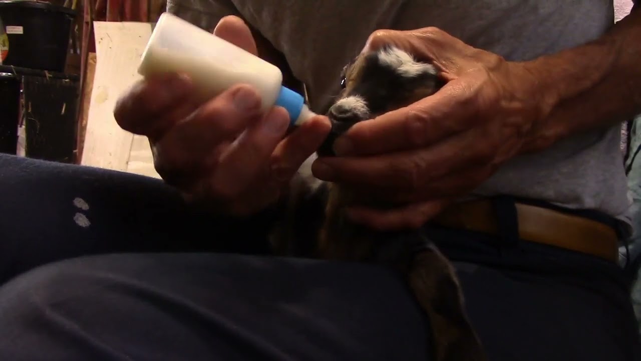 Bottle feed baby goat
