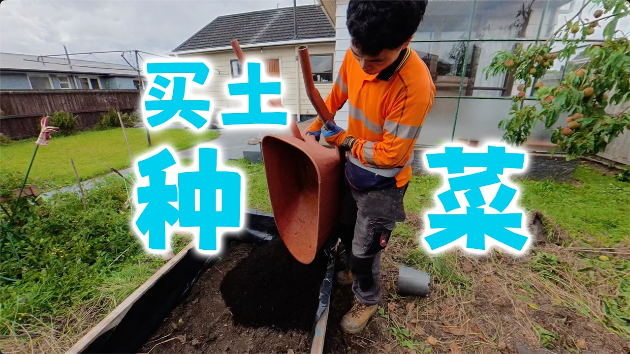 熊做了菜床开始种菜，Nora第一节体操课(新西兰 Harold Vlog 961)