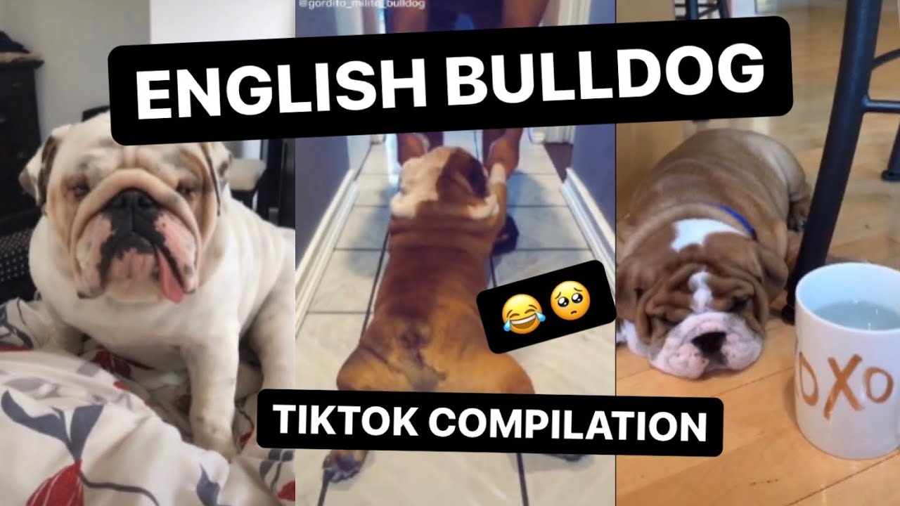 ENGLISH BULLDOG||TIKTOK COMPILATION *FUNNY* 😂🥺