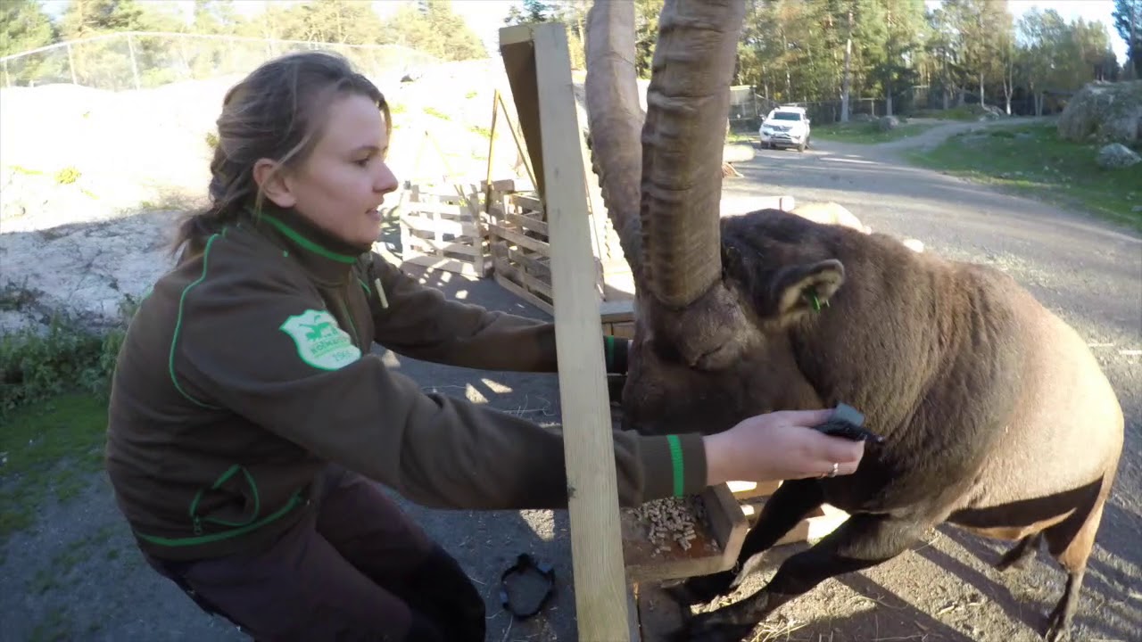 Alpine Ibex Collar Training