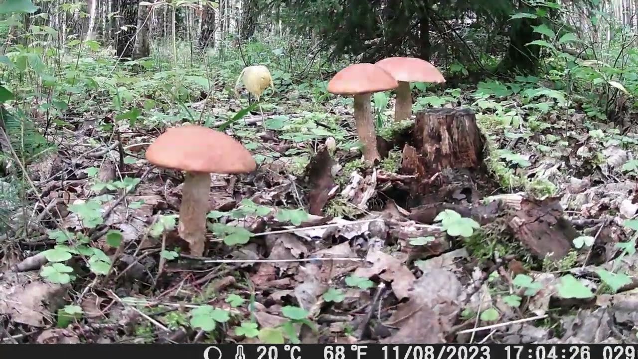 Kaip auga ir pabaigia gyvenimą grybai / How mushrooms grow and die