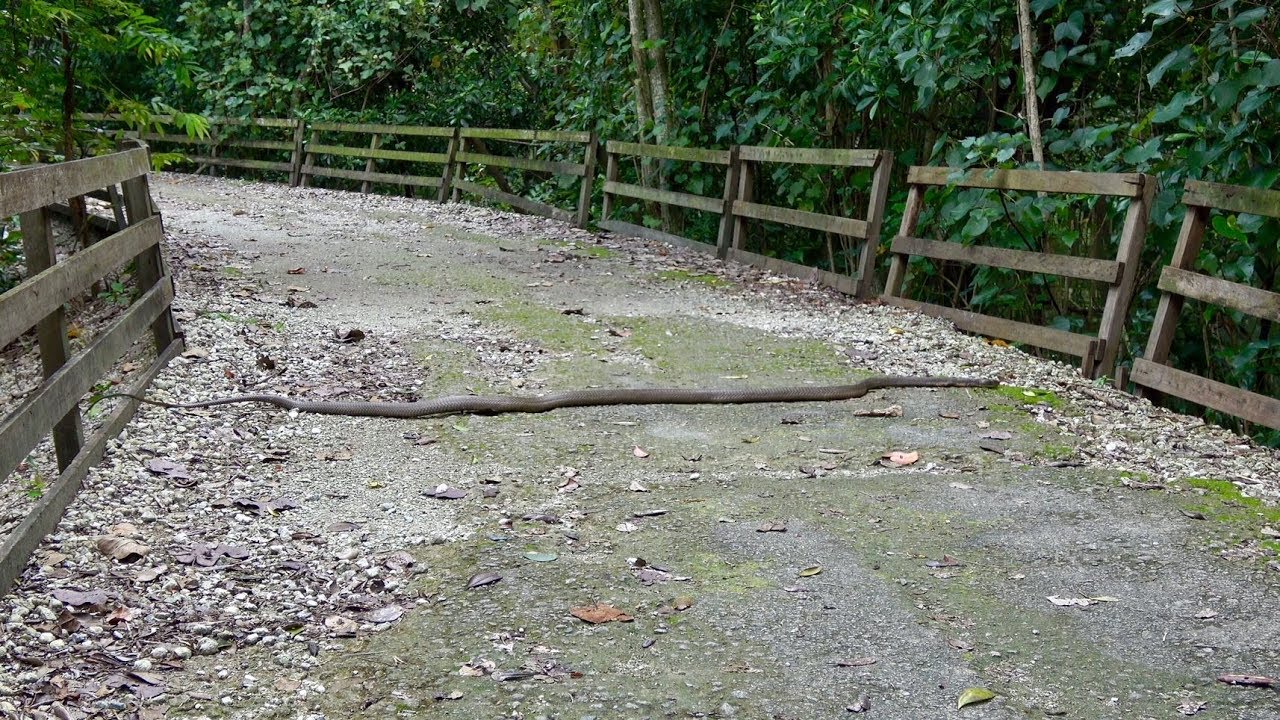 Я нашел большую королевскую кобру!!!