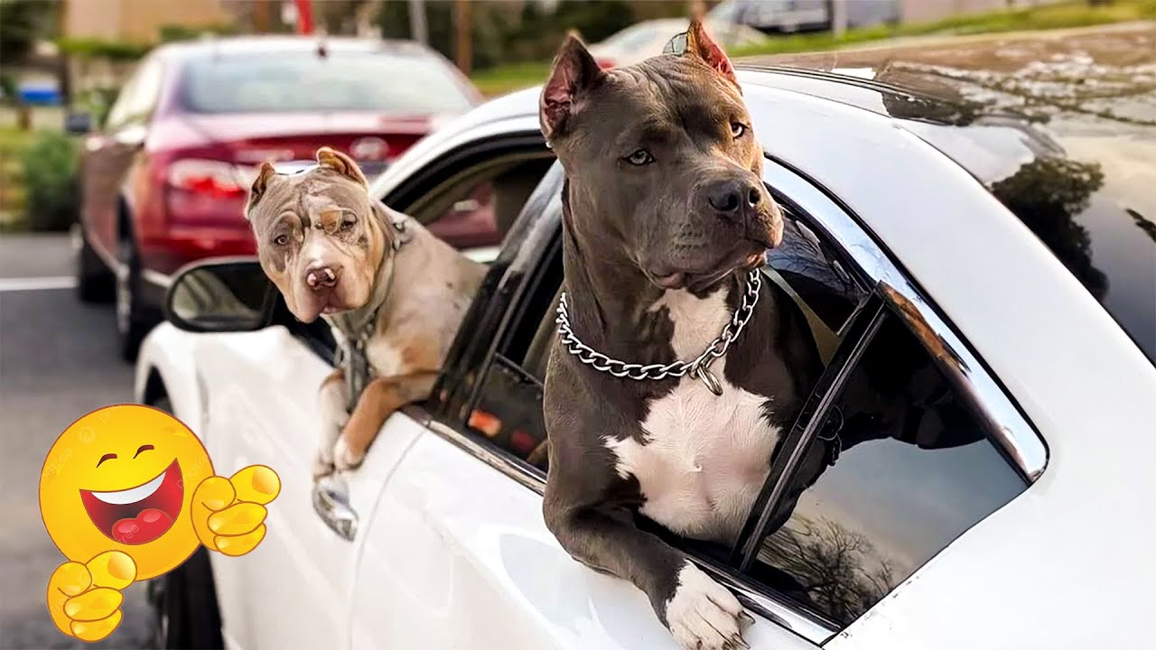 Funniest Confused Pets Compilation | Funny Pet Videos🤣 🐶