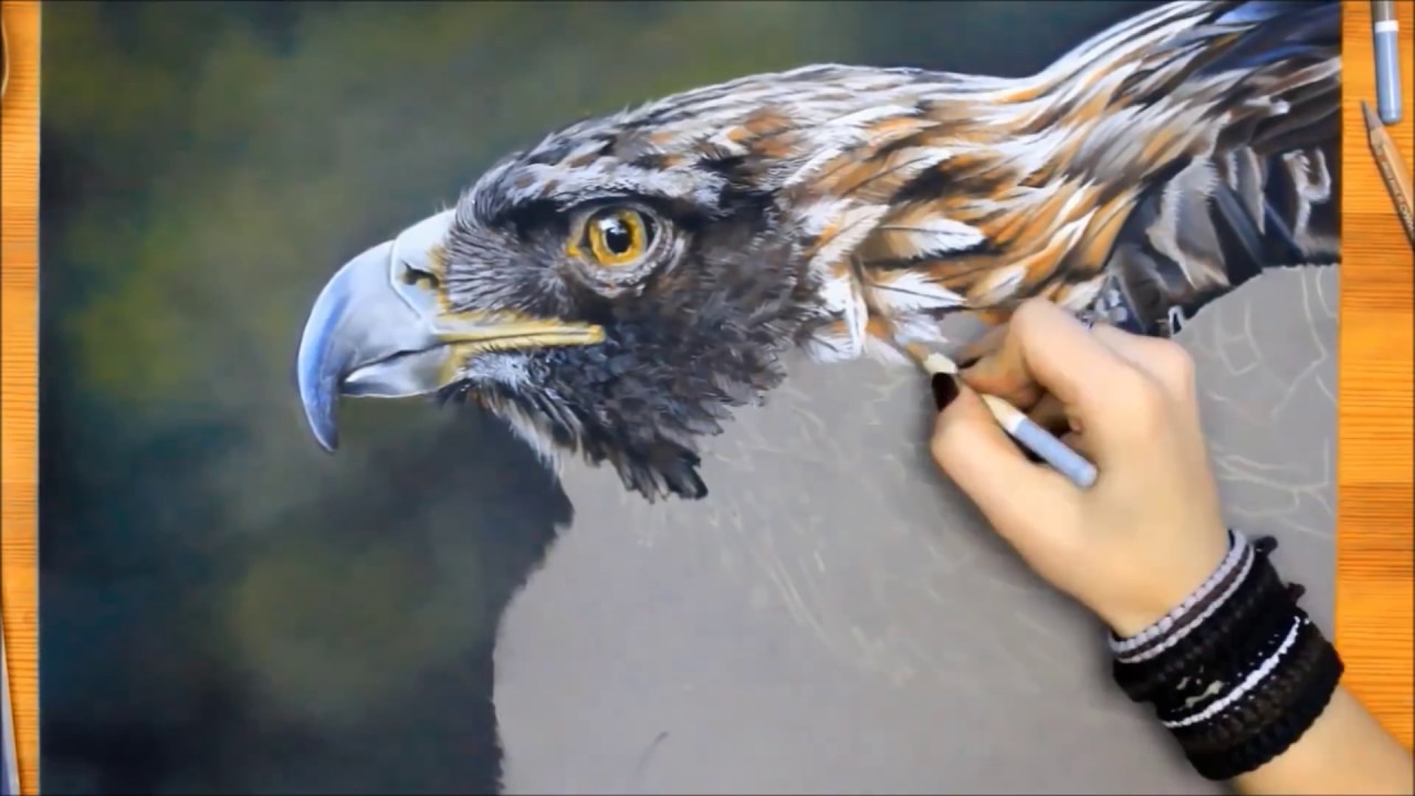 Eagle Speeddrawing | Svea T. Art