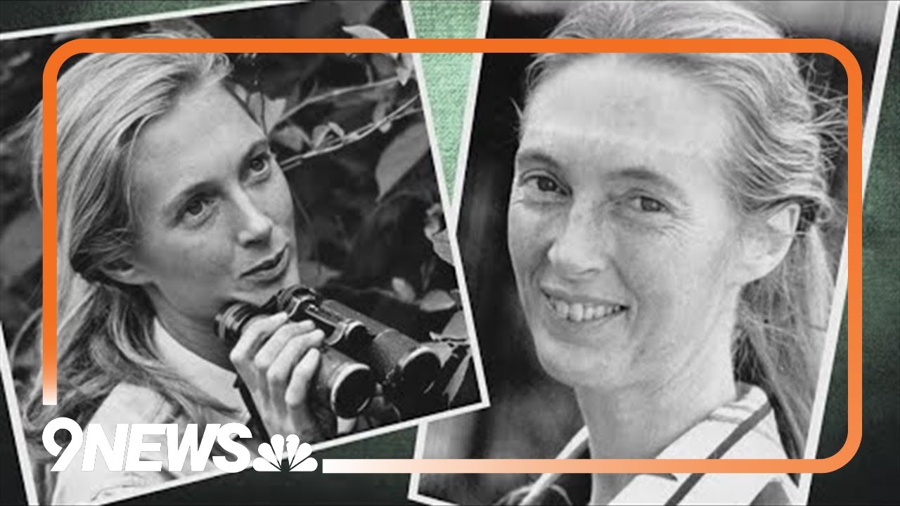 Dr. Jane Goodall, chimpanzee researcher and climate activist, dies at 91