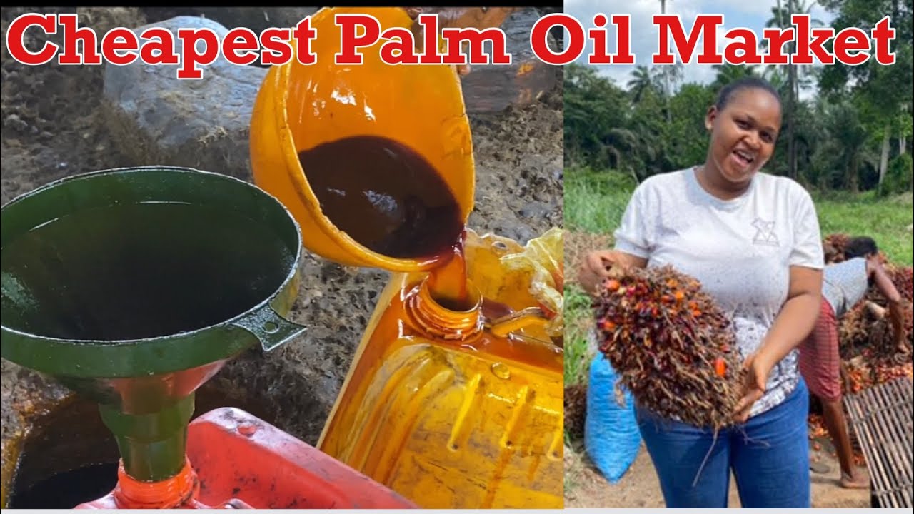 CHEAPEST PALM OIL MARKET IN NIGERIA || See How PALM OIL Is Processed In Nigeria.