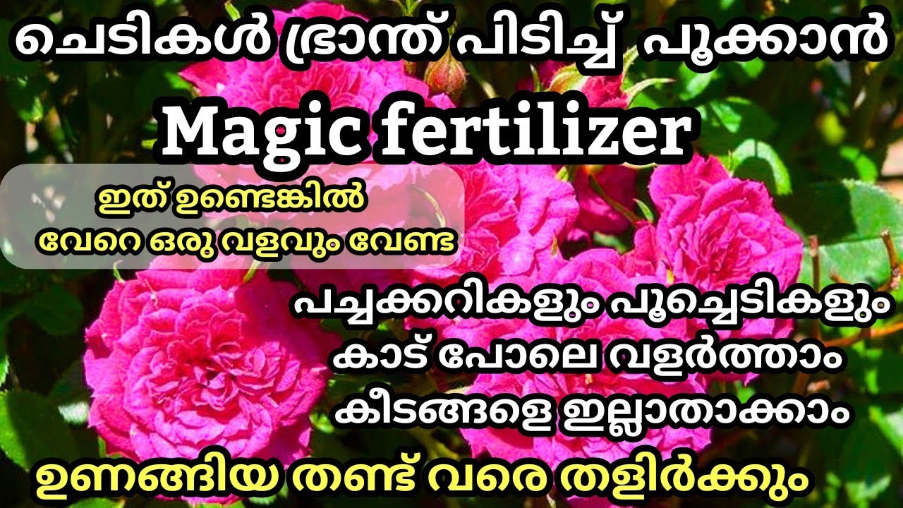 ചെടികൾ ഇരട്ടി പൂക്കാനും കായ്ക്കാനും ഇത് ഒരു ഗ്ലാസ് കൊടുക്ക്/ Best Organic flowering fertilizer / NPK