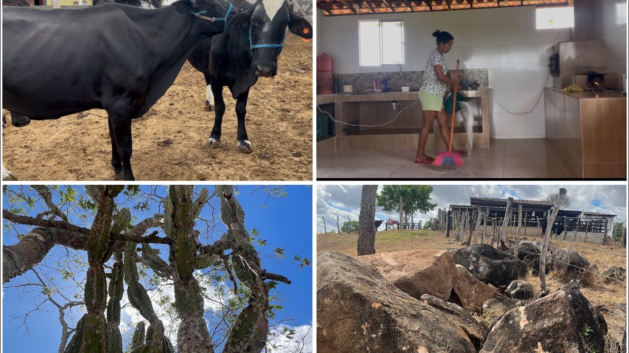 NATUREZA CASA E ANIMAIS - NOSSA LIDA NO SÍTIO 
