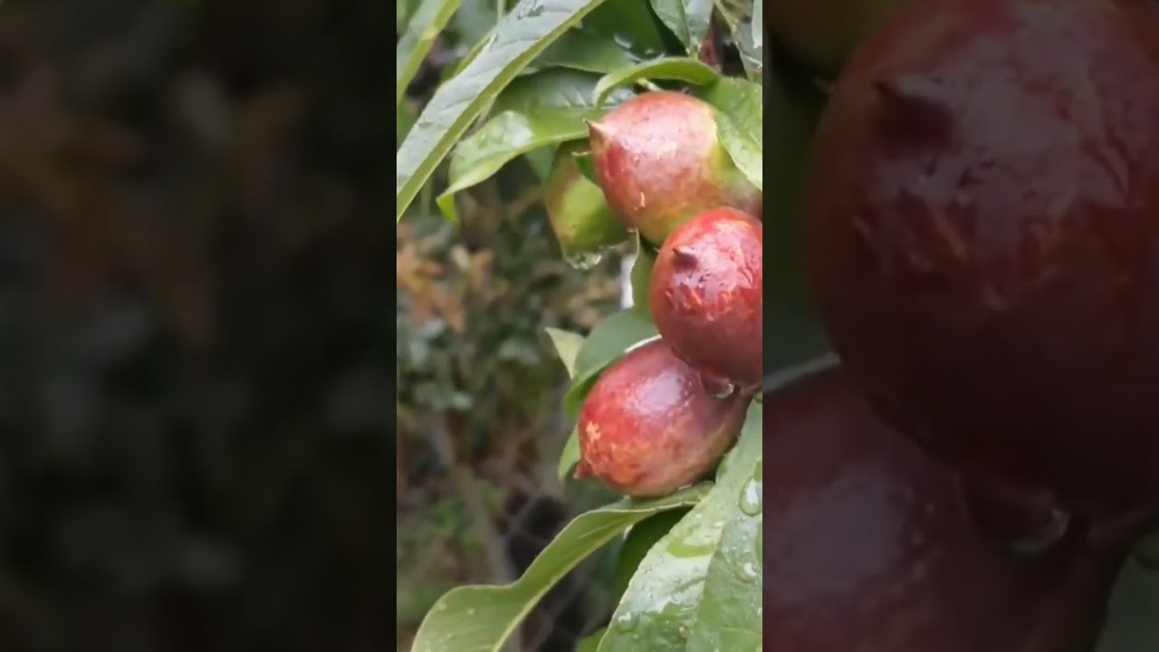 Como &eacute; A Fruta Nectarina.