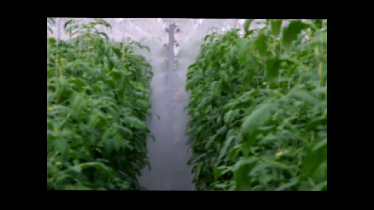 SGS  Electrostatic Sprayer - Tomatoes