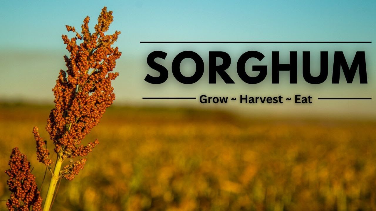 Что такое сорго? Как его выращивать и собирать