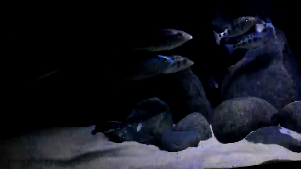 Relaxing Lake Malawi Cichlid Aquarium - #2