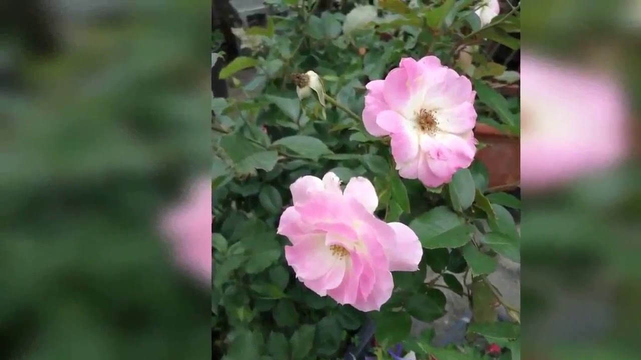 花園巡禮