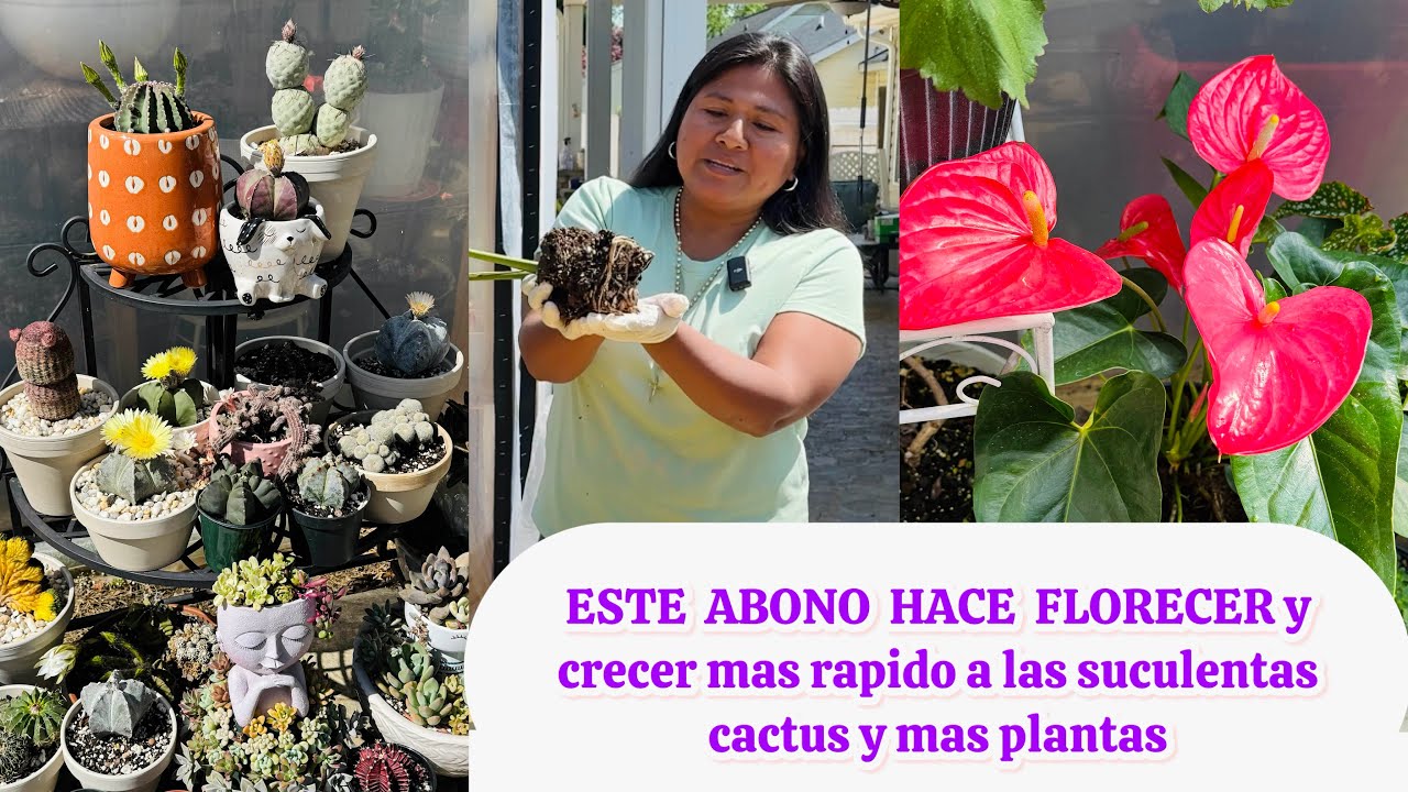 El mejor abono para hacer florecer y crecer suculenta, cactus y mas plantas