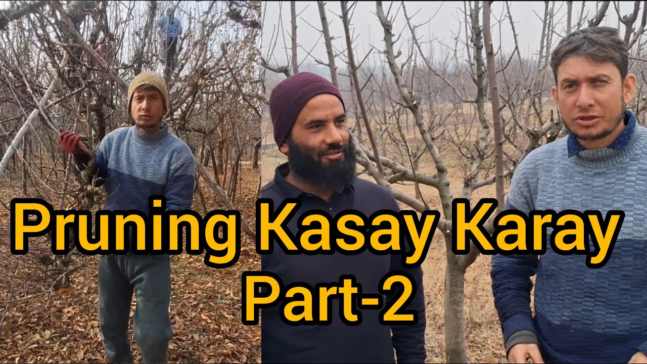 Pruning Kasay Karay || Pruning Basic Tips || Part-2