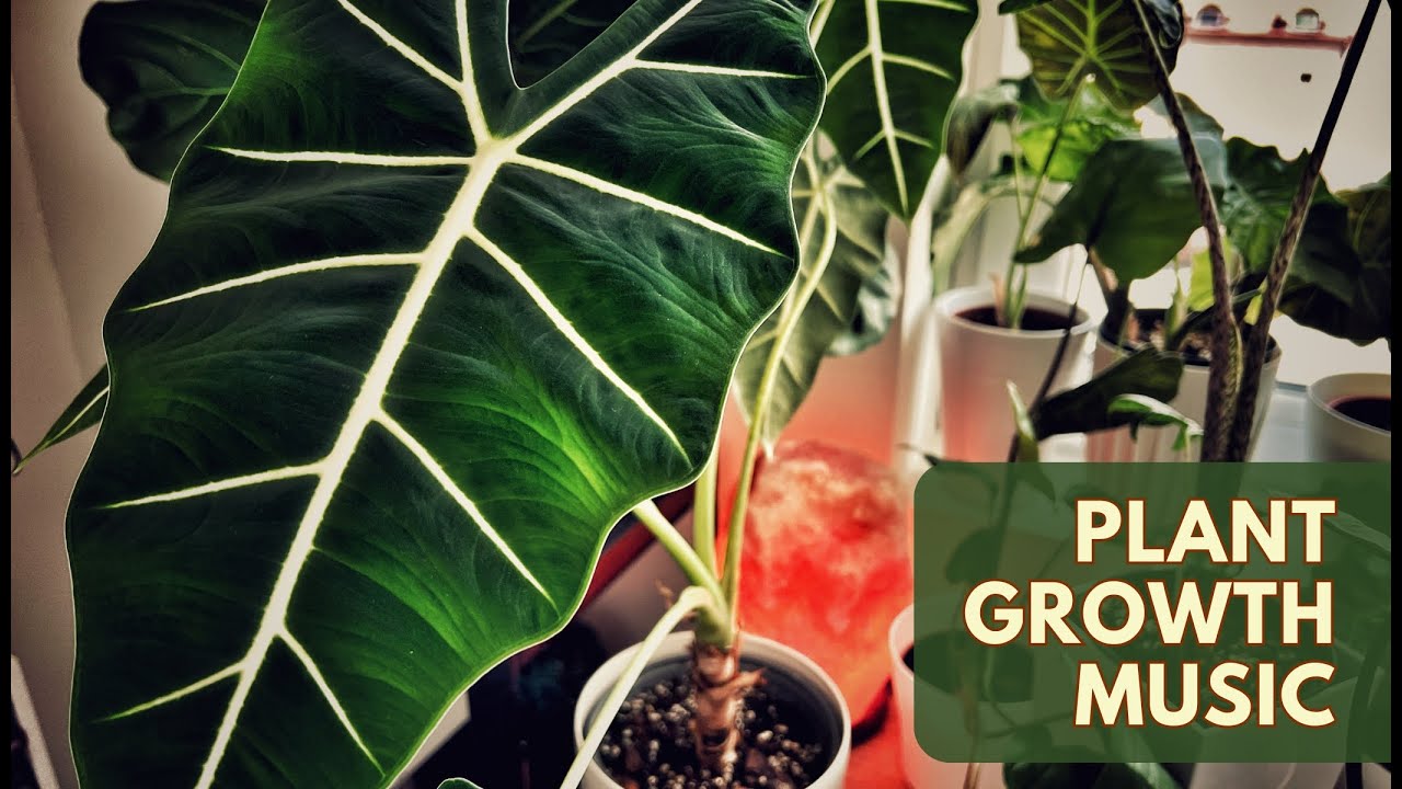 Music for Plants to Stimulate Growth and Happiness 🌱 Natural Plant Growth