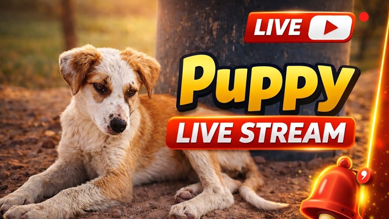 Pets & animals 97 is live!