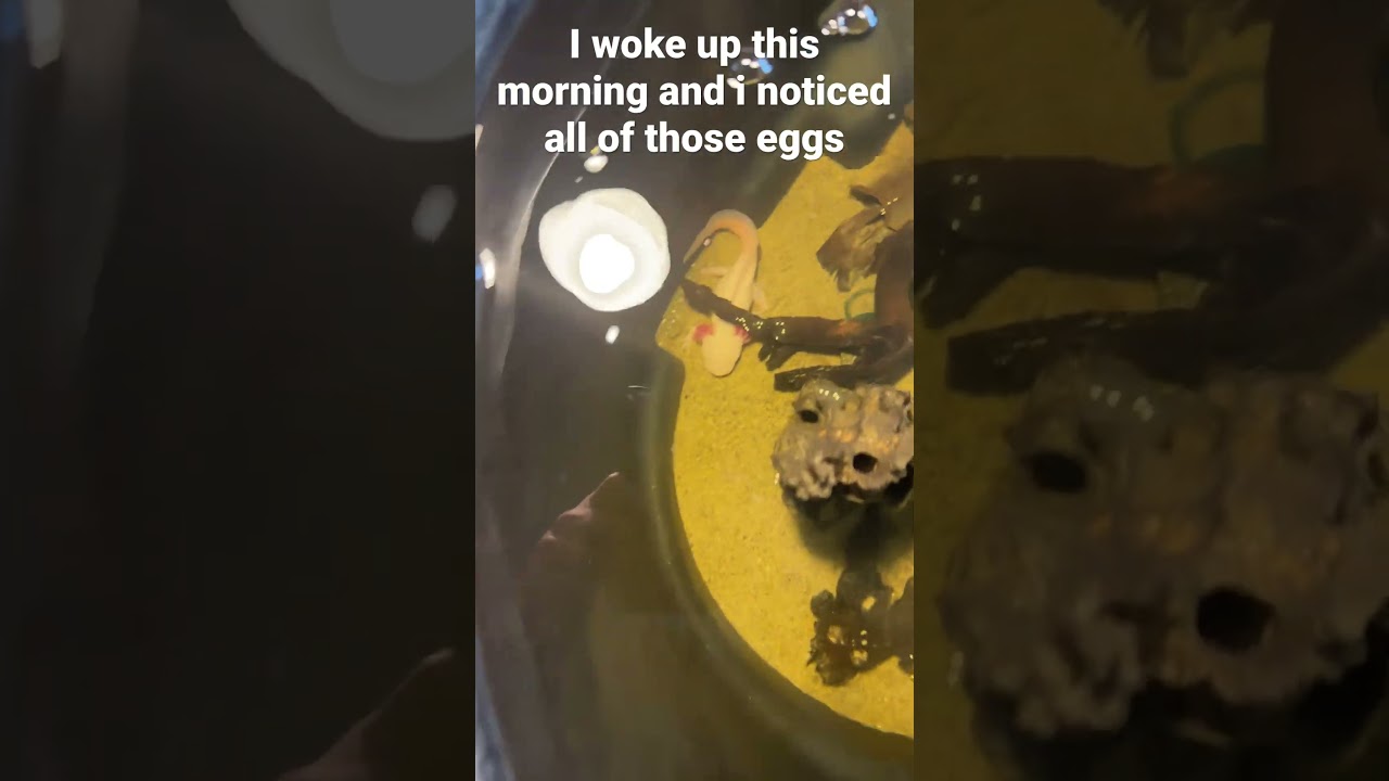 The eggs keep showing up overnight😎
