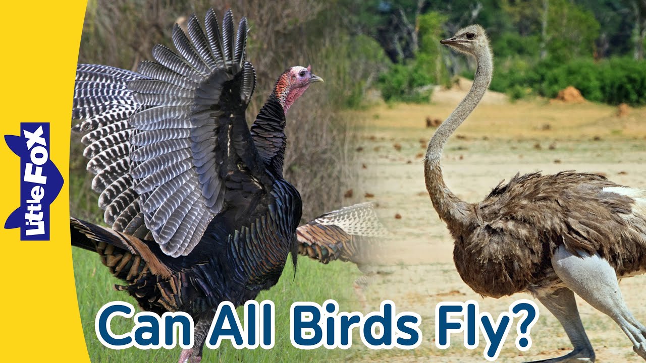 Not All Birds Can Fly! |Wild turkeys can fly, but penguins and ostriches can't. |Meet the big birds.