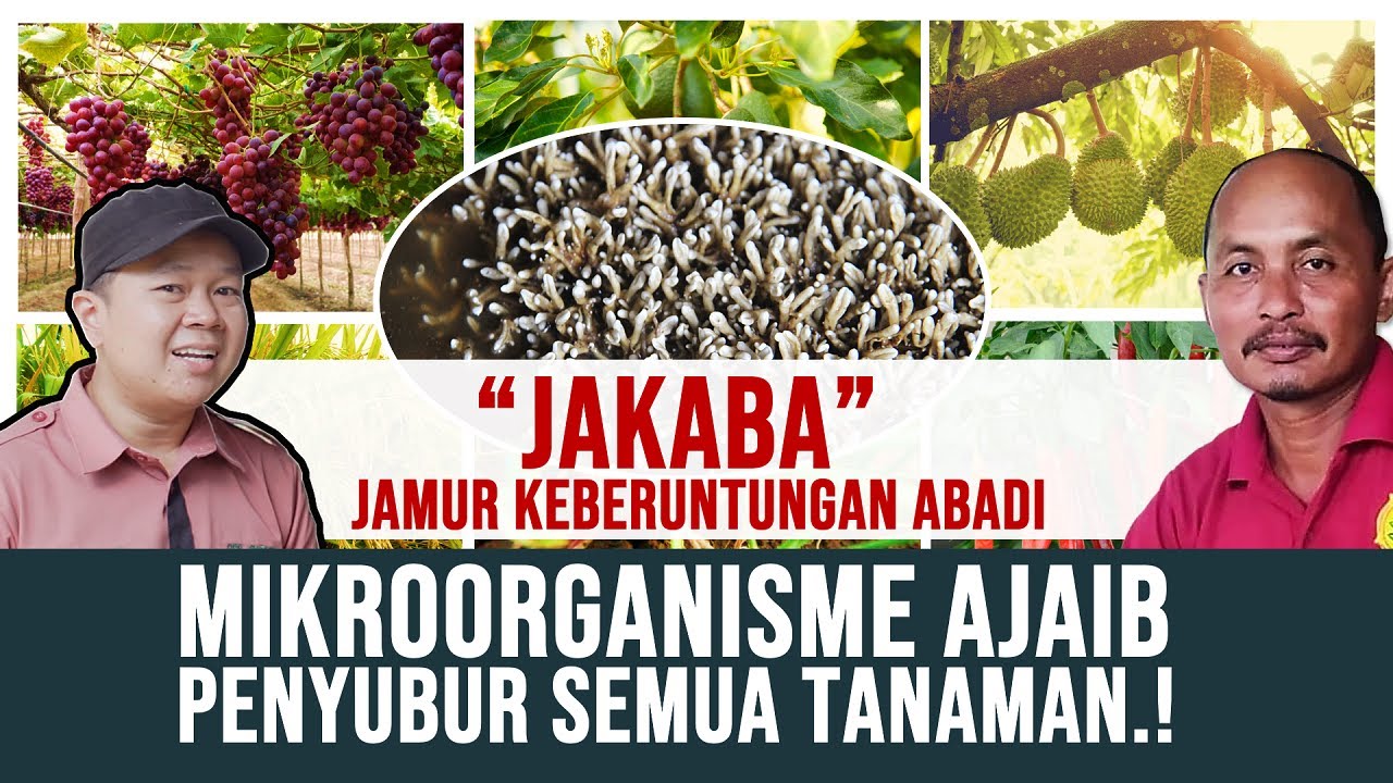 MAU TANAMANMU TUMBUH SUBUR.? RAHASIA JAMUR KEBERUNTUNGAN ABADI (JAKABA) BERSAMA ABA JUNAEDI SAHIDJ