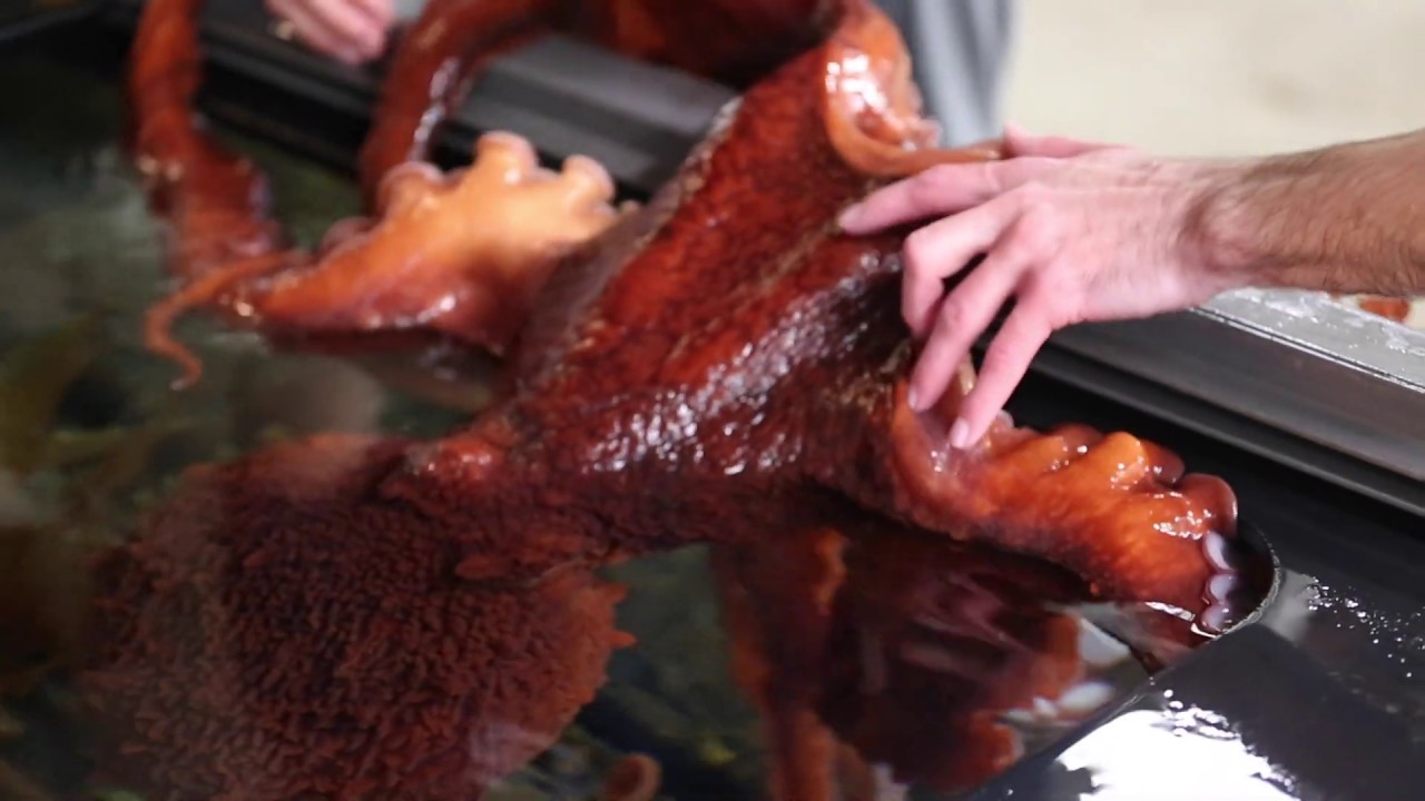 Octopus Encounter at Oregon Coast Aquarium Sneak Peek