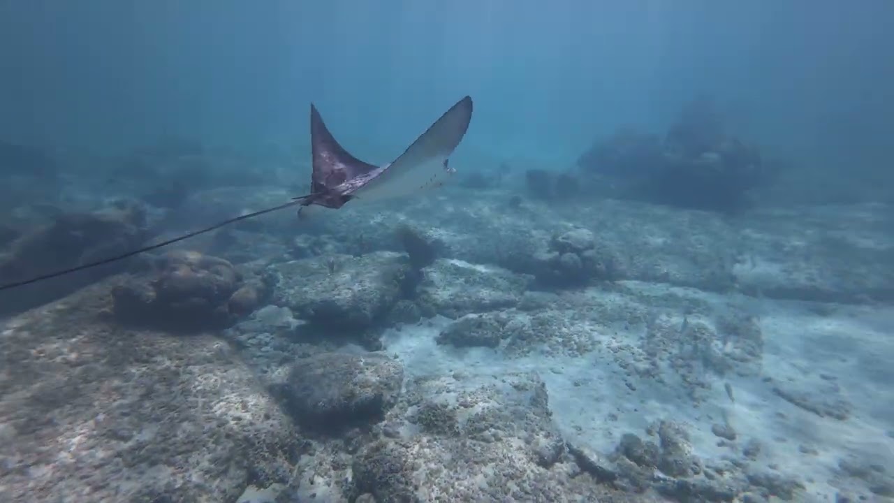 Graceful Eagle Rays