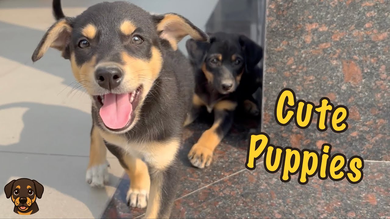Two Cute Puppies Eating & Playing 🐶💖 Adorable Little Buddies #CutePuppies #DogFood #StreetDog