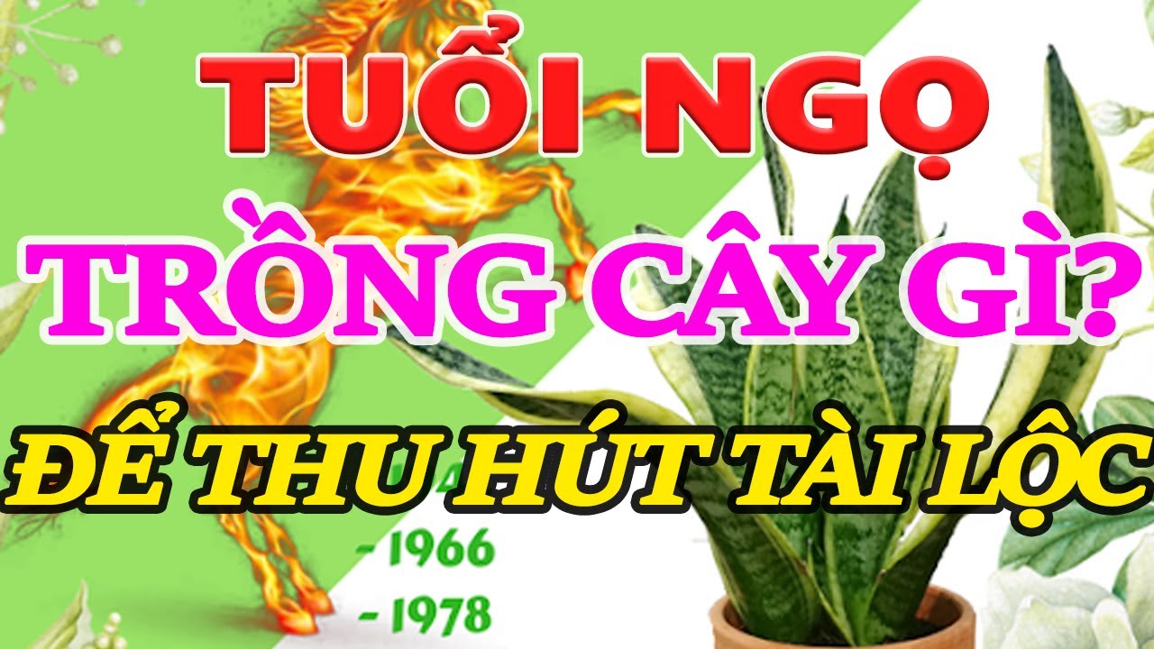 Tuổi Ngọ nên trồng cây cảnh gì để thu hút tài lộc và may mắn cho gia chủ | cây phong thủy tuổi ngọ