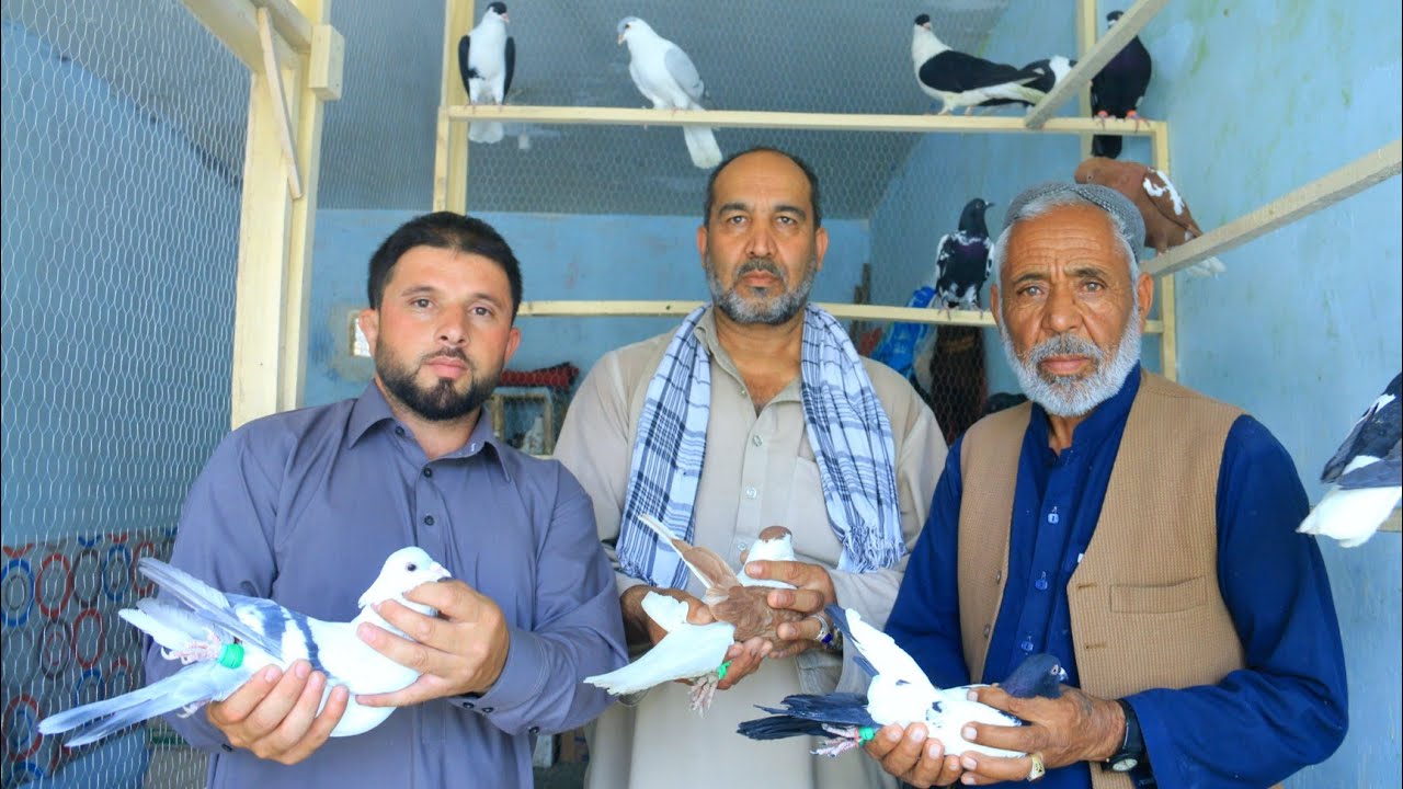 90 کفتر پرشی و چوچه گیر تور ماما ذلمی چهارده زمین | 90 Flying pigeons Mama Zilmi Shop chhardeh Zamin